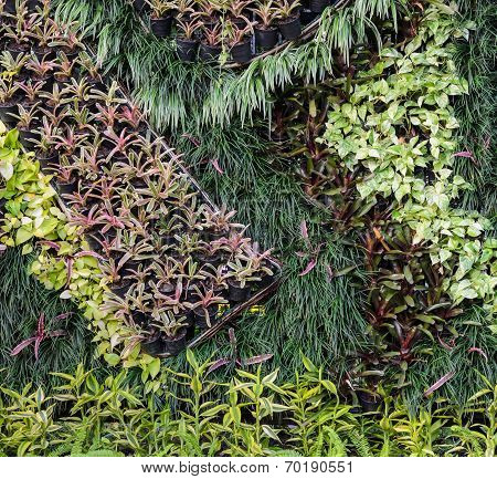 Foliage Garden Wall