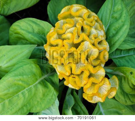 Yellow Cockscomb Flower