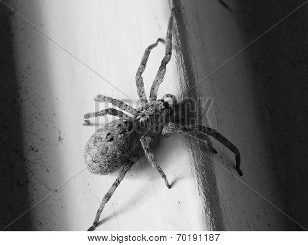 Spider
