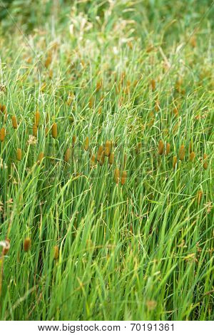 Typha latifolia, Common Bulrush, Broadleaf Cattail, close-up