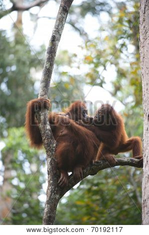 Orang Utan