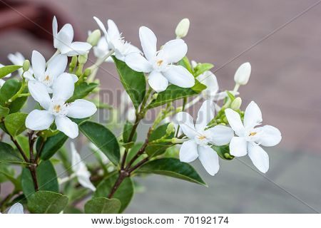 Wringhtia Antidysenterica, Apocynaceae