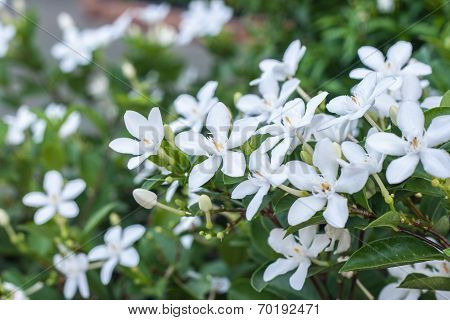 Wringhtia Antidysenterica, Apocynaceae