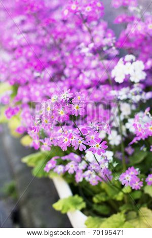 Beautiful Purple Flowers