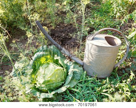 Watering Can And Cabbage In Garden