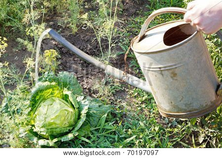 Hand With Handshower Watering Cabbage