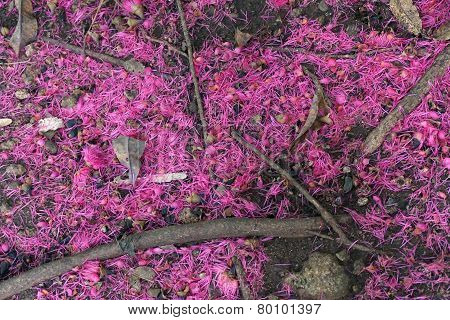 Pink Pollen Under The Rose Apple Tree