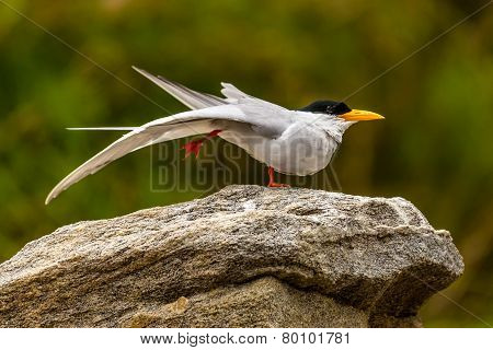 River Tern Standing on One Leg