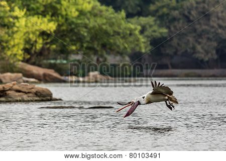 Pelican About To Scoop Up Fish