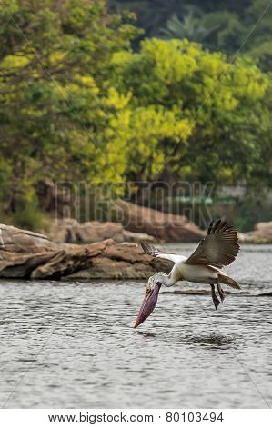 Pelican Looking For Something In The Water