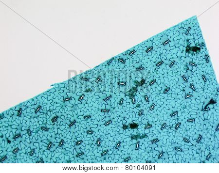 Stoma Micrograph
