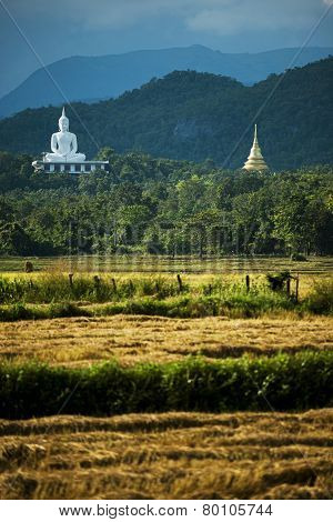white buddha statue and havested field rice ,Thailand
