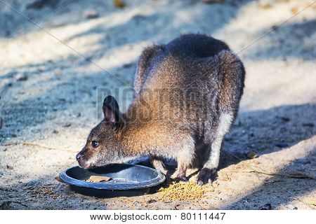 Parma Wallaby Feeding