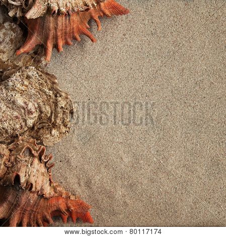 Sea shells and sand background horizontal view