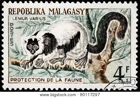 Ruffed Lemur