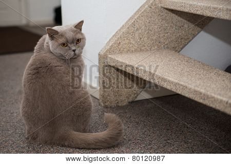 British shorthair