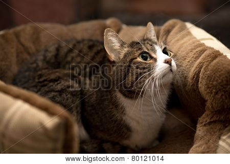 Cute cat in a basket