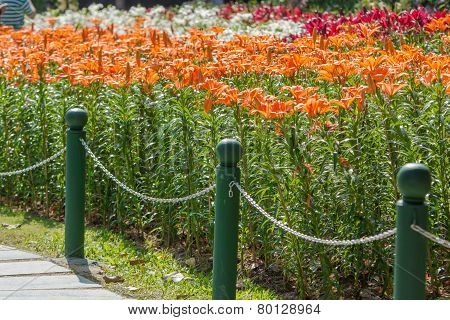 Lily flowers