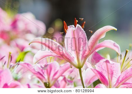 Lily flowers
