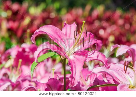 Lily flowers