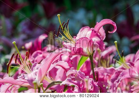 Lily flowers