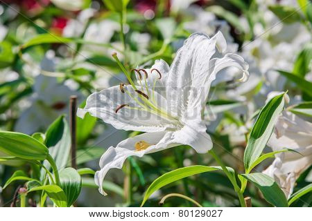 Lily flowers