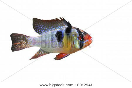 Apistogramma Ramirezi