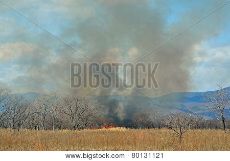 Brushfire