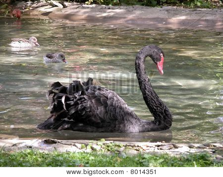 Cigno nero