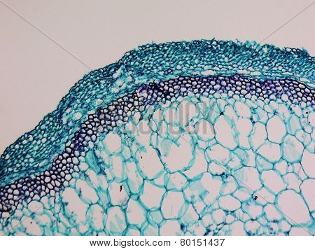 Cucurbita Stem Micrograph