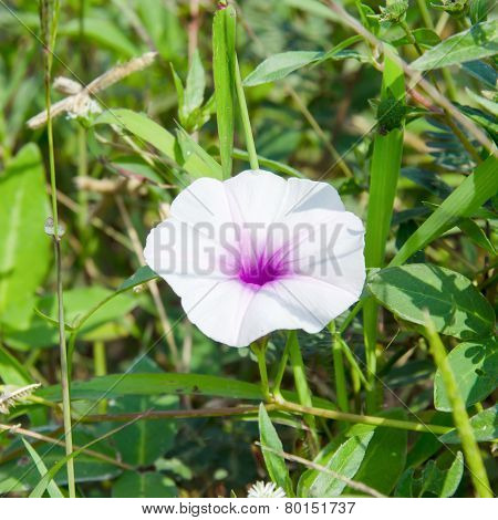 Morning Glory