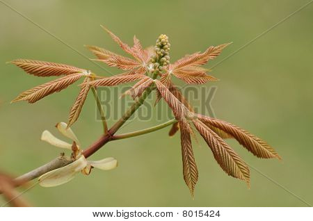Giallo albero dell'Ippocastano - Aesculus flava