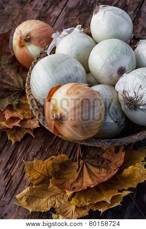 Harvest Onion