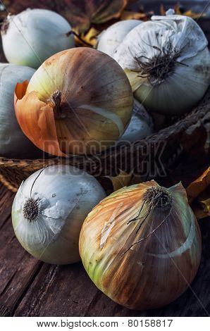 Harvest Onion