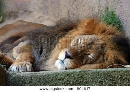 León sleping