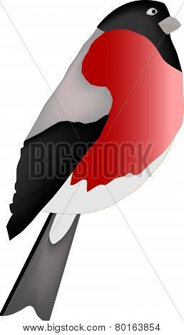 The bird is isolated on a white background. A bullfinch - a vectorial illustration