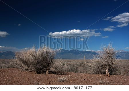 Sage Brush on the High Plains