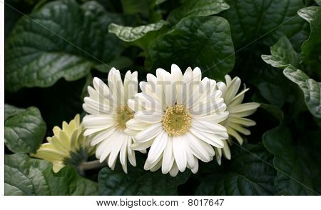 Herbera 데이지
