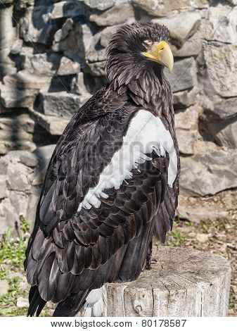 Yellow-nosed Eagle