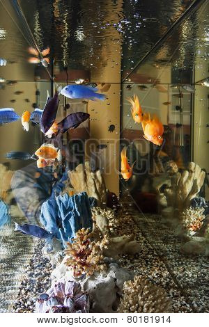 Home Aquarium