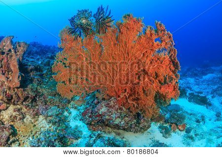Large seafan on a reef