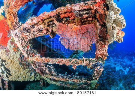 Coral Encrusted Shipwreck