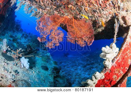 Coral encrusted shipwreck