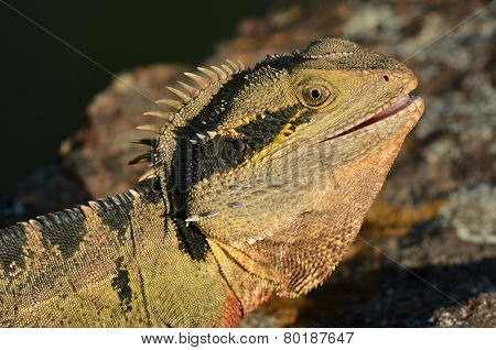 Australian Eastern Water Dragon