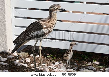 Bush Stone-curlew Chick