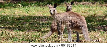 Two Eastern Grey Kangaroos On Alert