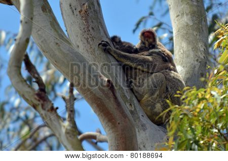 Koala Sleep On A Tree