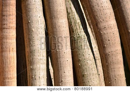Screw Pine Tree Roots