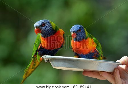 Rainbow Lorikeet