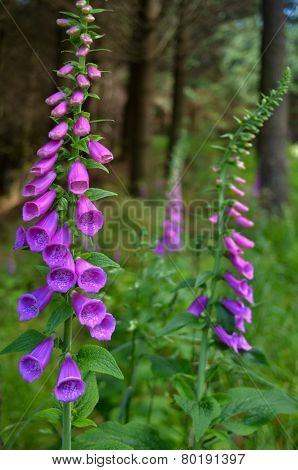 Bell-shaped Foxgloves